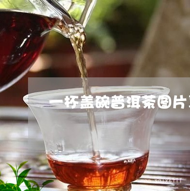 一杯盖碗普洱茶图片真实/2023102492616