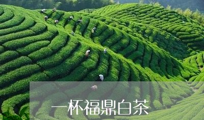 一杯福鼎白茶/2023051270614