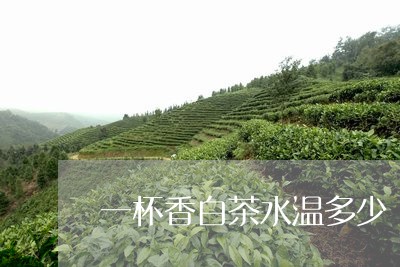 一杯香白茶水温多少/2023081295046