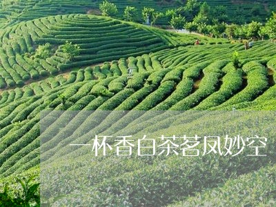 一杯香白茶茗凤妙空/2023081206142