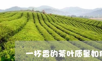 一杯香的茶叶质量如何/2023092340635