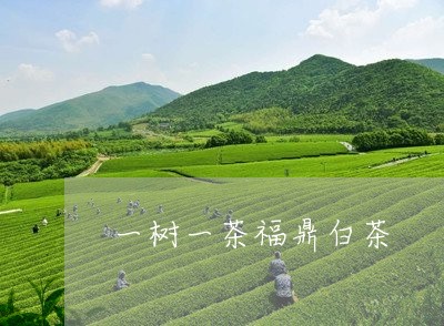 一树一茶福鼎白茶/2023112535048