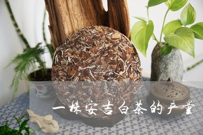 一株安吉白茶的产量/2023121671716