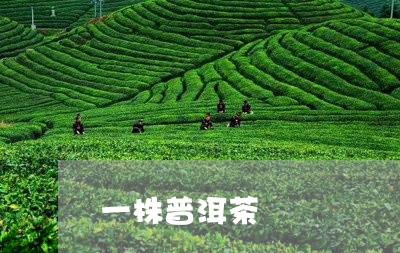 一株普洱茶/2023112652692