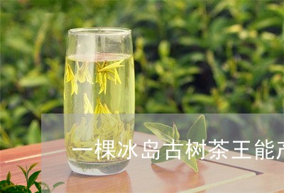 一棵冰岛古树茶王能产几斤茶/2023052621426