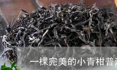 一棵完美的小青柑普洱茶/2023081562925