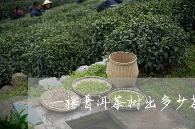 一棵普洱茶树出多少茶/2023072348379