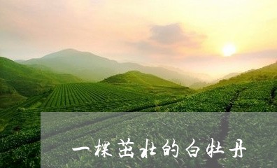 一棵茁壮的白牡丹/2023090676939