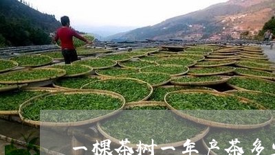 一棵茶树一年产茶多少/2023071663948