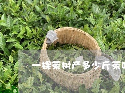 一棵茶树产多少斤茶叶冬青茶图片/2023060248383