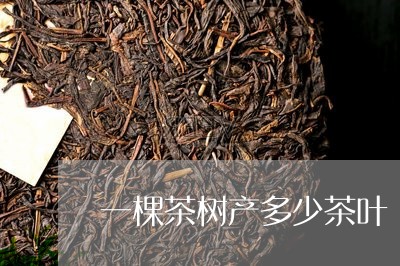 一棵茶树产多少茶叶/2023042597572