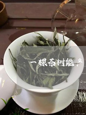 一棵茶树能产多少茶叶/2023061137470