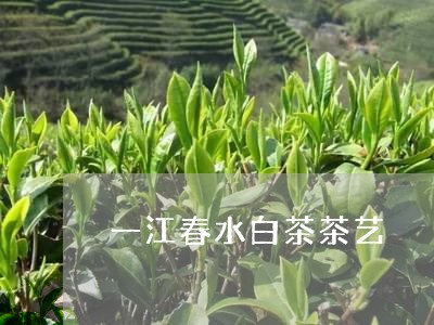 一江春水白茶茶艺/2023061584926