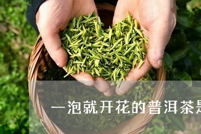 一泡就开花的普洱茶是什么茶/2023052818360