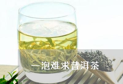 一泡难求普洱茶/2023081550493