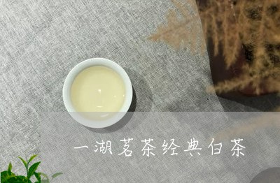 一湖茗茶经典白茶/2023061550616