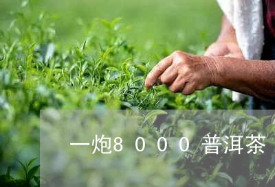 一炮8000普洱茶/2023081615168