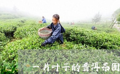 一片叶子的普洱茶图片/2023072209693