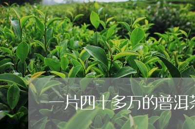 一片四十多万的普洱茶/2023092789583