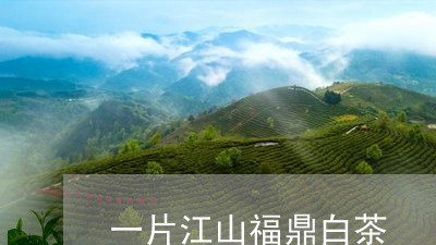 一片江山福鼎白茶/2023061576181