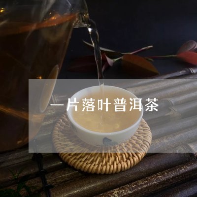 一片落叶普洱茶/2023102691603