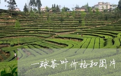 一球茶叶价格和图片/2023042685847