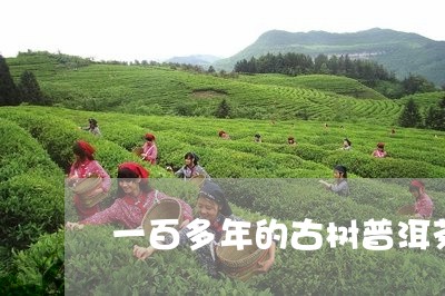 一百多年的古树普洱茶/2023062289493