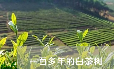 一百多年的白茶树/2023061563948