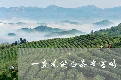 一直煮的白茶有害吗/2023071423806