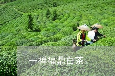 一禅福鼎白茶/2023051345959