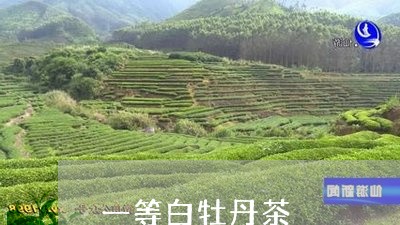 一等白牡丹茶/2023051399272