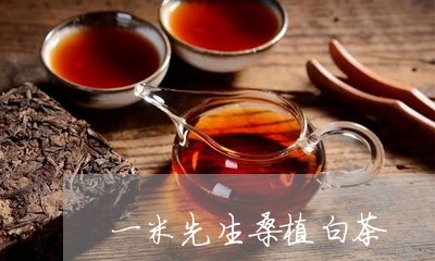 一米先生桑植白茶/2023061593036