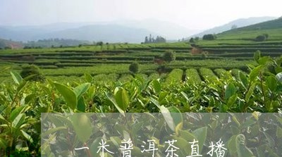 一米普洱茶直播/2023101605279