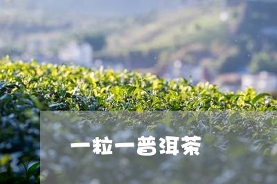 一粒一普洱茶/2023082698270