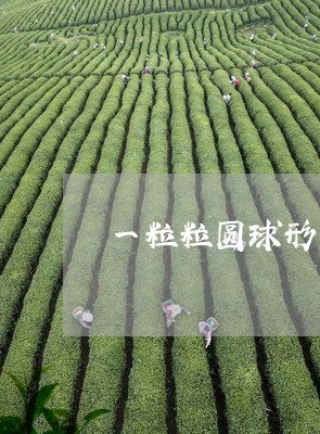 一粒粒圆球形的茶叶/2023041891606