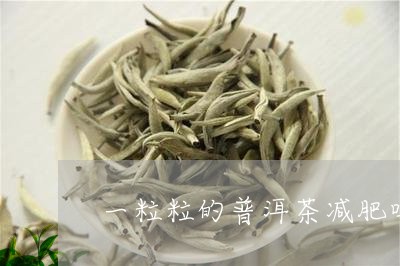 一粒粒的普洱茶减肥吗/2023092636147