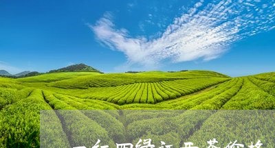 一红四绿江西茶价格/2023042384958