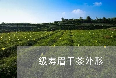 一级寿眉干茶外形/2023090848304