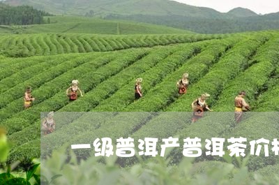 一级普洱产普洱茶价格/2023080339614