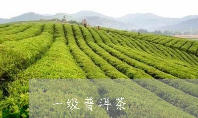 一级普洱茶/2023090682623