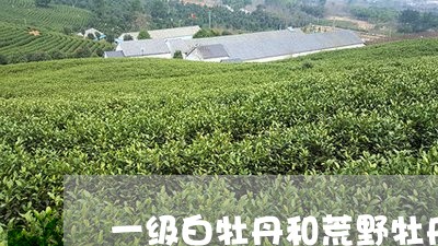 一级白牡丹和荒野牡丹王/2023092585160