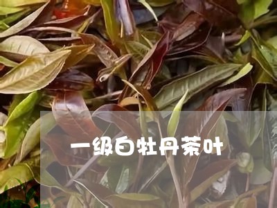 一级白牡丹茶叶/2023112365846