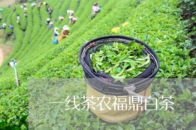 一线茶农福鼎白茶/2023062827379