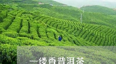 一缕香普洱茶/2023042847666