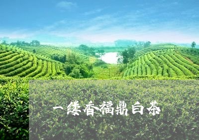 一缕香福鼎白茶/2023062827572