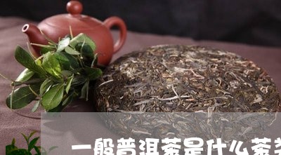 一般普洱茶是什么茶类的/2023050659503