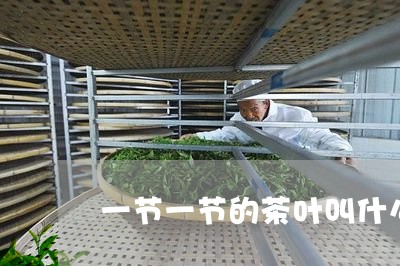 一节一节的茶叶叫什么/2023092306259