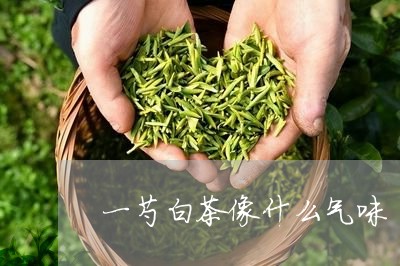 一芍白茶像什么气味/2023081234171