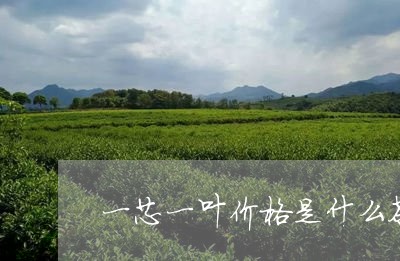 一芯一叶价格是什么茶/2023060962493