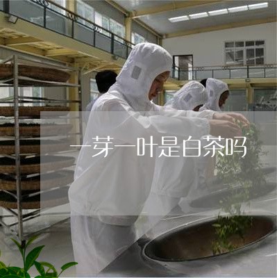 一芽一叶是白茶吗/2023061569361